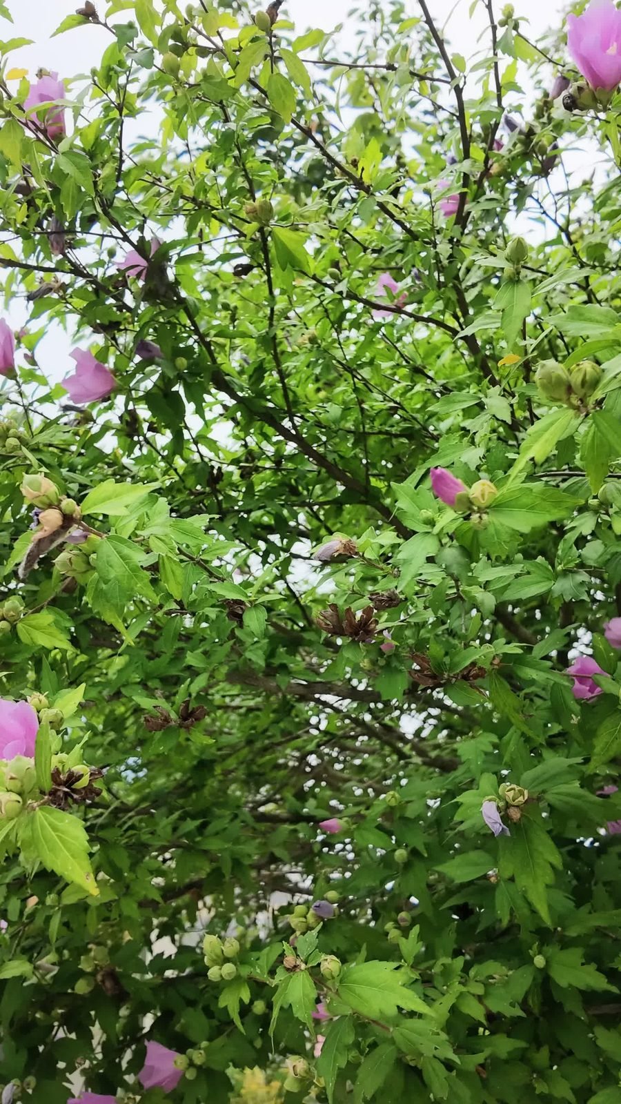 Pink rose of Sharon flowers among green leaves on a tall tree, seen from below against a pale sky
