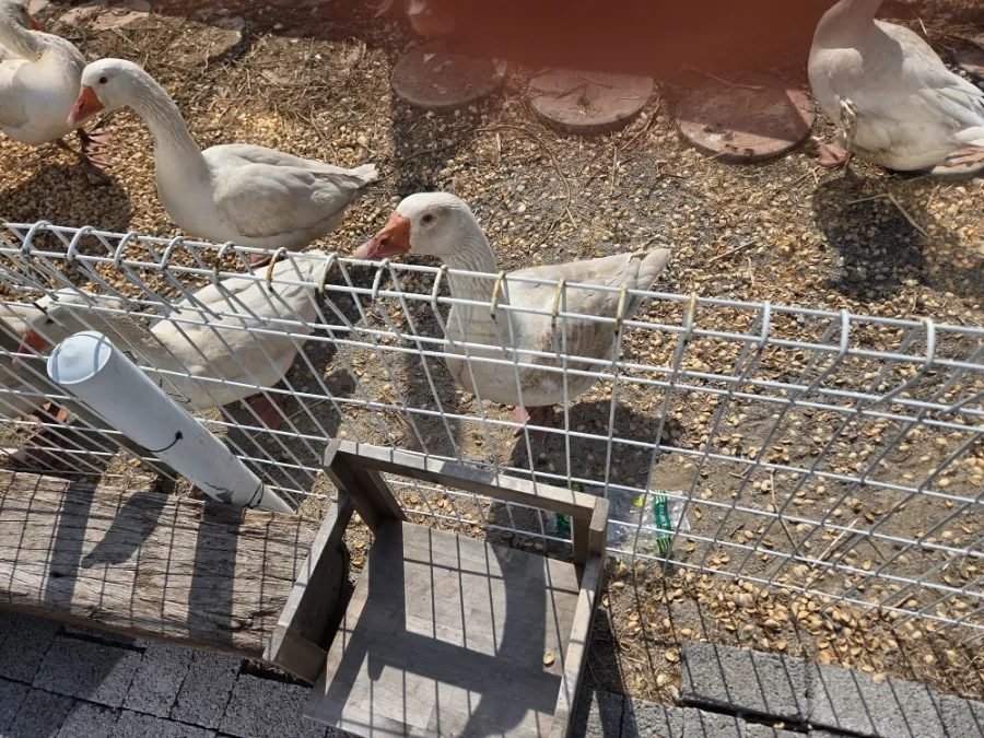 Four white geese standing on gravel behind a low wire fence outside the cafe.