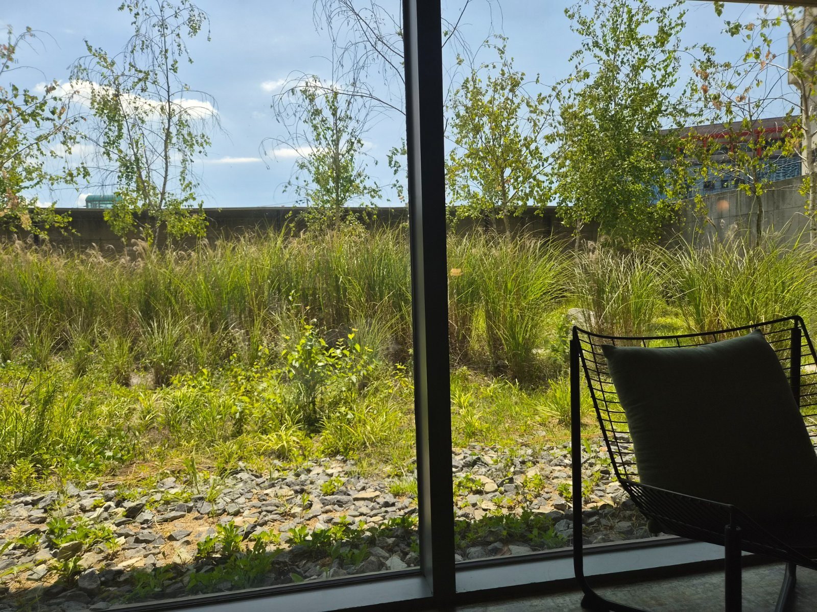 Grass garden with tall plants and gravel seen through a full height cafe window